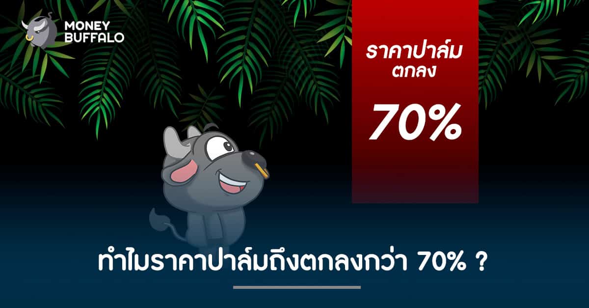 ทำไมราคาปาล์มถึงตกลงกว่า 70% ?
