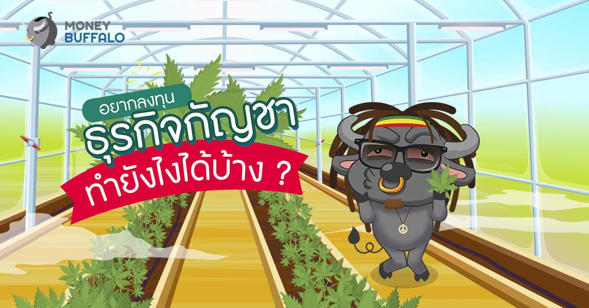 ลงทุน "ธุรกิจกัญชา"