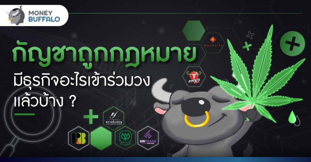 “กัญชาถูกกฎหมาย” มีธุรกิจอะไรเข้าร่วมวงเเล้วบ้าง ?