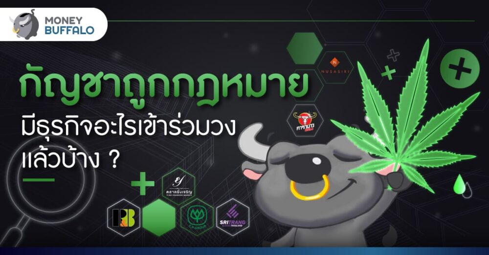 “กัญชาถูกกฎหมาย” มีธุรกิจอะไรเข้าร่วมวงเเล้วบ้าง ?